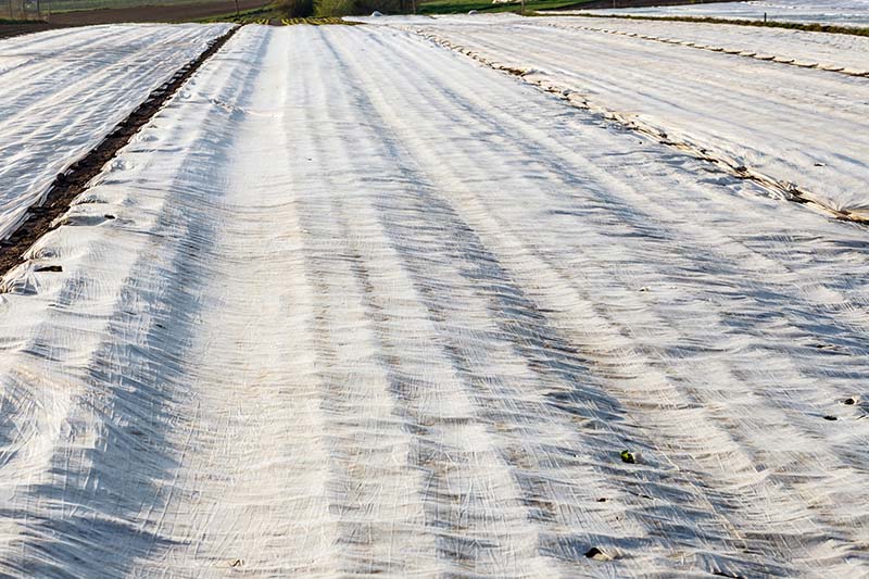 農業用不織布の使い方土の乾燥を防ぎ、発芽を促がす